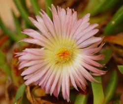 Image: P.B. Heenan © Landcare Research 2014 